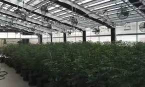 Serre à herbes aromatiques avec système de privation de lumière