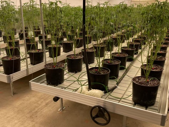 دفيئة شتلات داكنة مع سرير شتلات متحرك