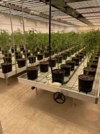 Dark Seedling Greenhouse With Moving Seedling Bed