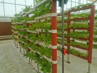 Система гидропоники Нфт для салата