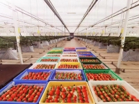 イチゴの商業栽培システム