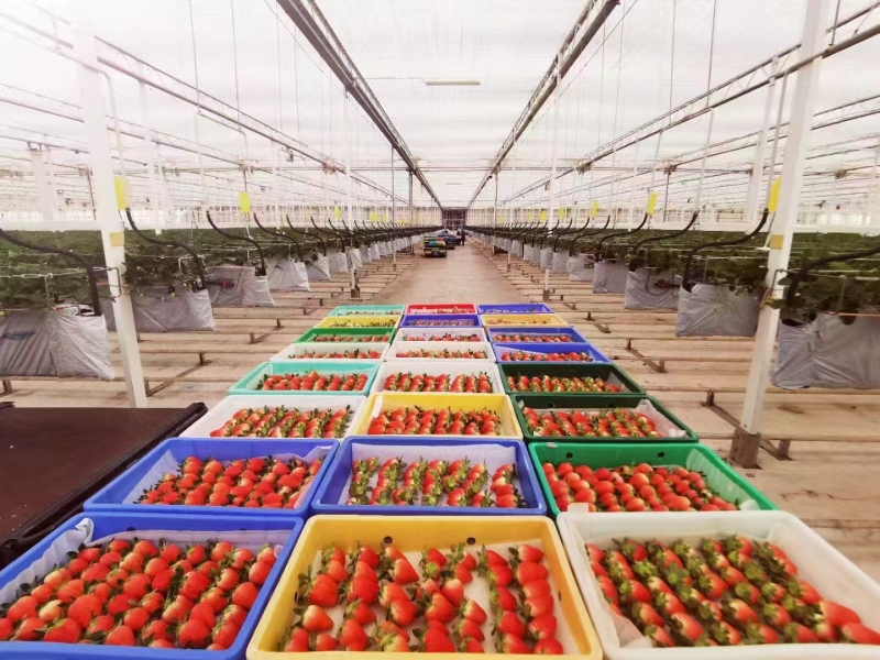 イチゴの商業栽培システム