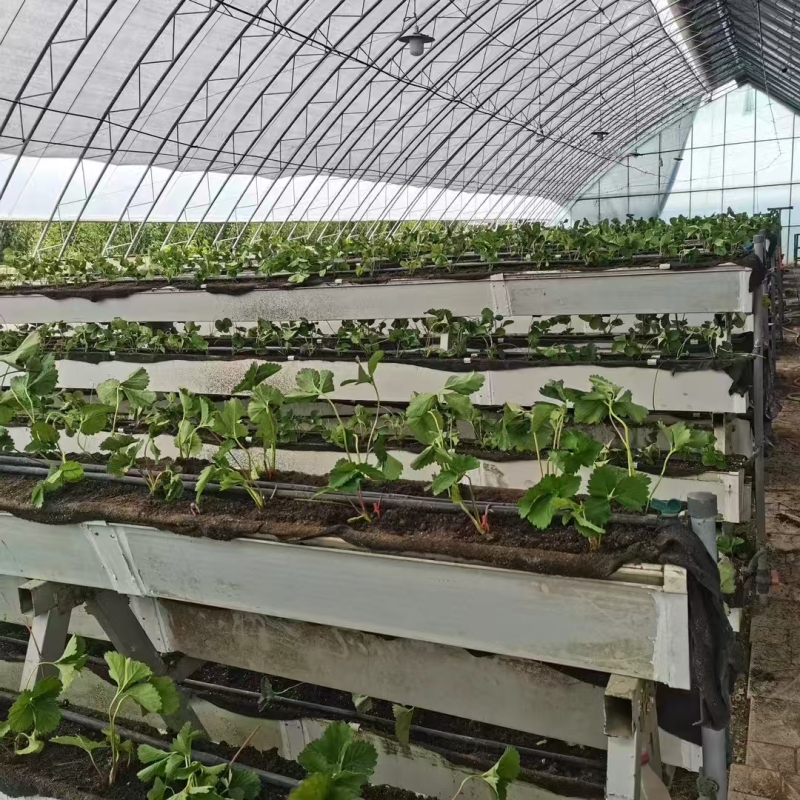 イチゴの商業栽培システム