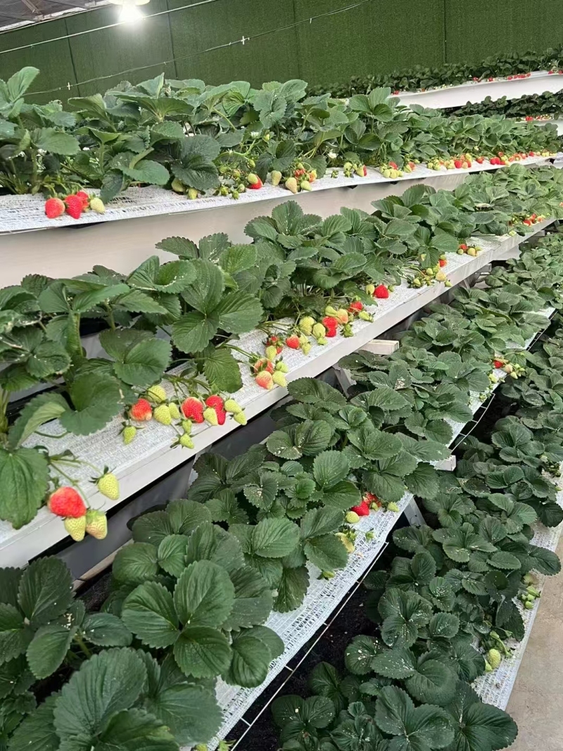 イチゴの商業栽培システム