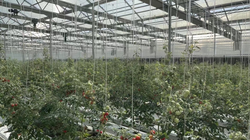 Ranura de PVC para tomates y pepinos