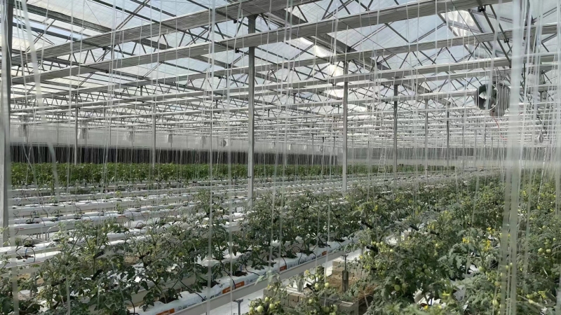 Ranura de PVC para tomates y pepinos