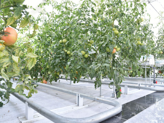 Tomato Hydroponics System With Automatic Equipment