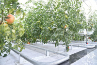 Système hydroponique de tomates avec équipement automatique