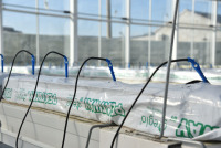 Système hydroponique de tomates avec équipement automatique