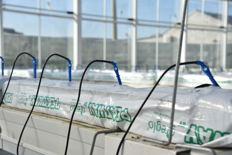 Système hydroponique de tomates avec équipement automatique