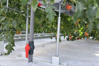 Système hydroponique de tomates avec équipement automatique