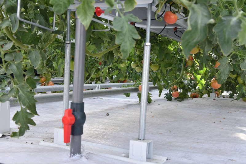 Système hydroponique de tomates avec équipement automatique