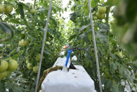 Système hydroponique de tomates avec équipement automatique