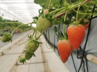 Система гидропоники для посадки клубники