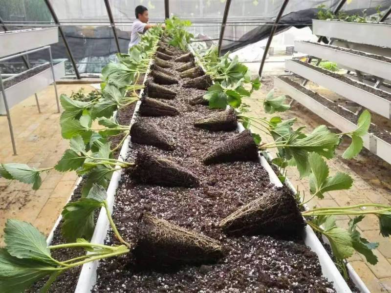 Система гидропоники для посадки клубники