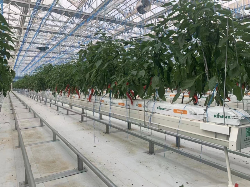Vegetables Growing Trough With Irrigation System