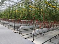Vegetables Growing Trough With Irrigation System