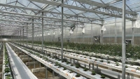 Vegetables Growing Trough With Irrigation System