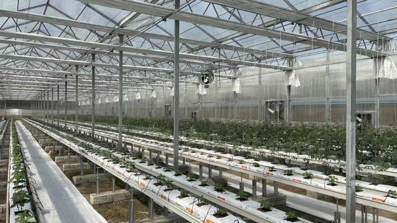 Vegetables Growing Trough With Irrigation System