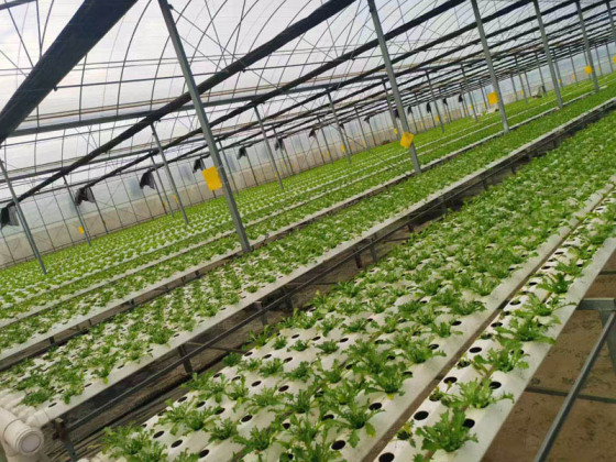 Système hydroponique NFT pour la laitue