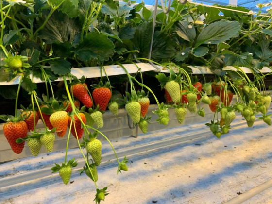 Commercial Planting System For Strawberry
