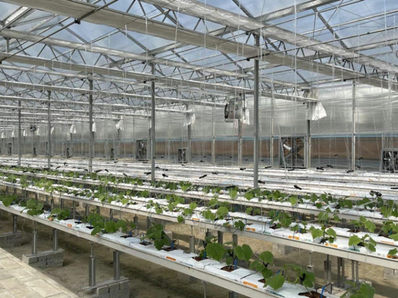 Rainure en PVC pour tomates et concombres