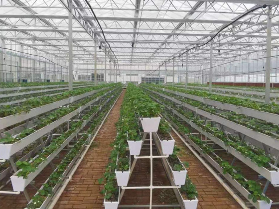 دفيئة الفراولة الكمبيوتر الشخصي مع نظام الزراعة