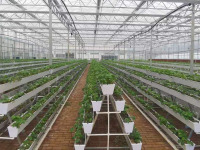 Çilek PC Sera Dikim Sistemi ile