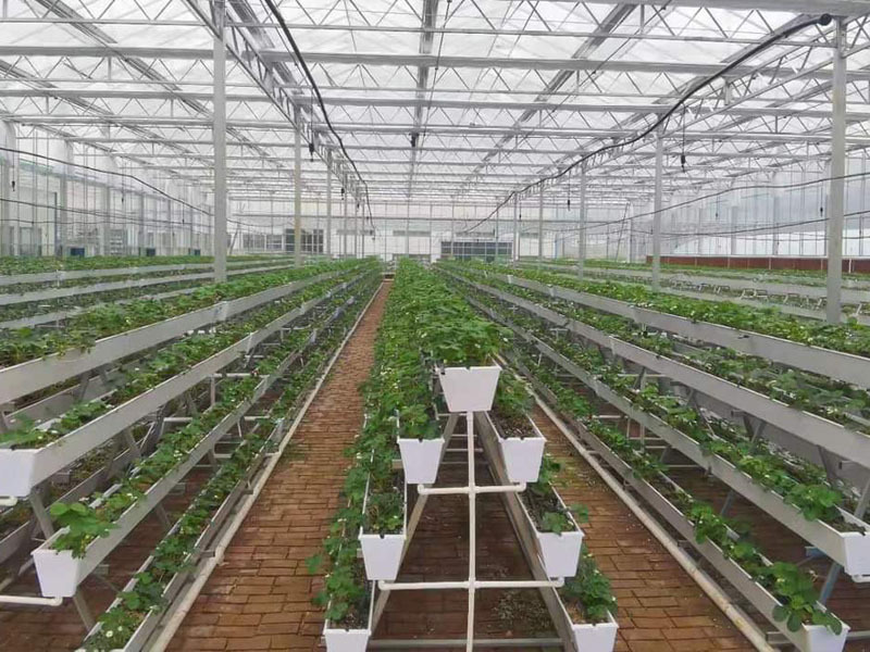 Çilek PC Sera Dikim Sistemi ile