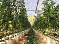 Dutch Grpwing Groove For Tomato And Pepper Or Cucumber