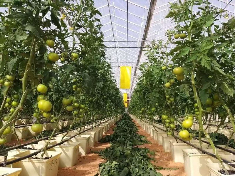 Dutch Grpwing Groove For Tomato And Pepper Or Cucumber