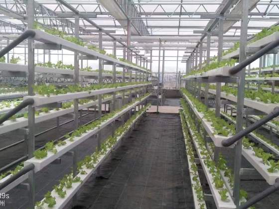 Leafy Vegetables NFT Pipe System