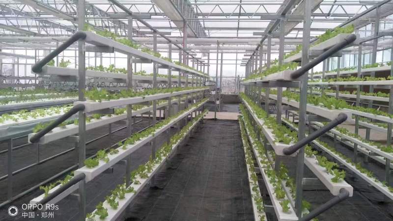 Sistema de tuberías NFT de verduras de hoja