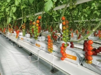 Serre fruitière avec contrôle environnemental