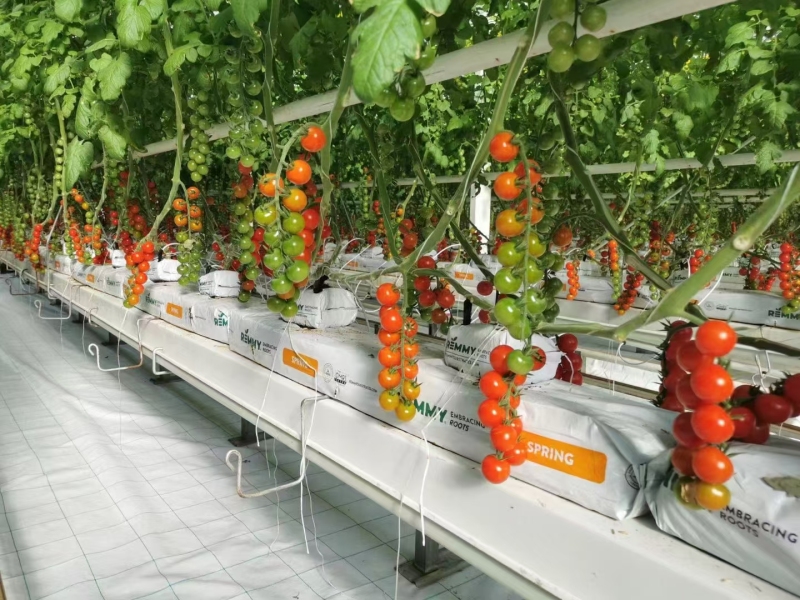 Serre fruitière avec contrôle environnemental