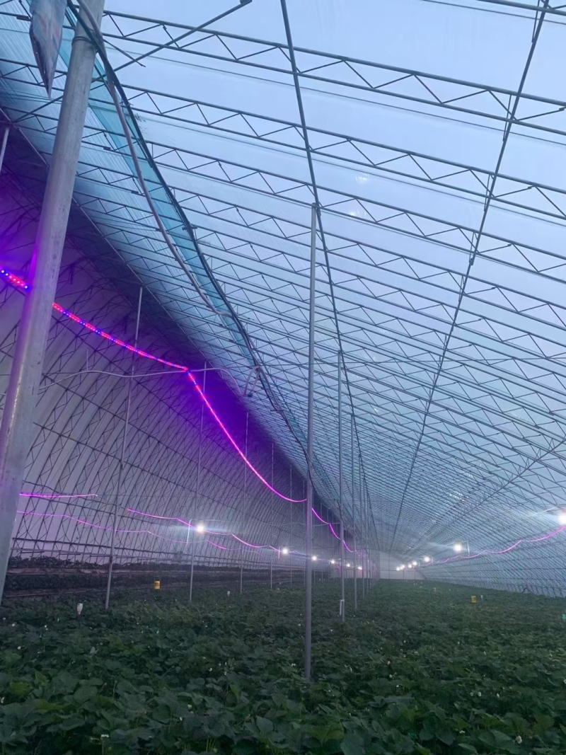 دفيئة نفق شتوية معزولة جيدًا