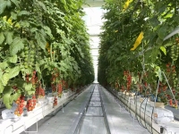 Sac de culture pour la culture de tomates