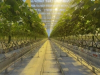 Invernadero de pepinos con cultivo hidropónico