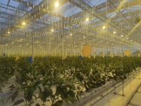 Invernadero de pepinos con cultivo hidropónico