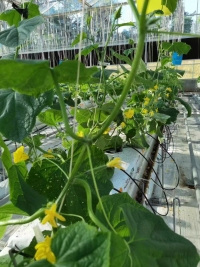 Invernadero de pepinos con cultivo hidropónico