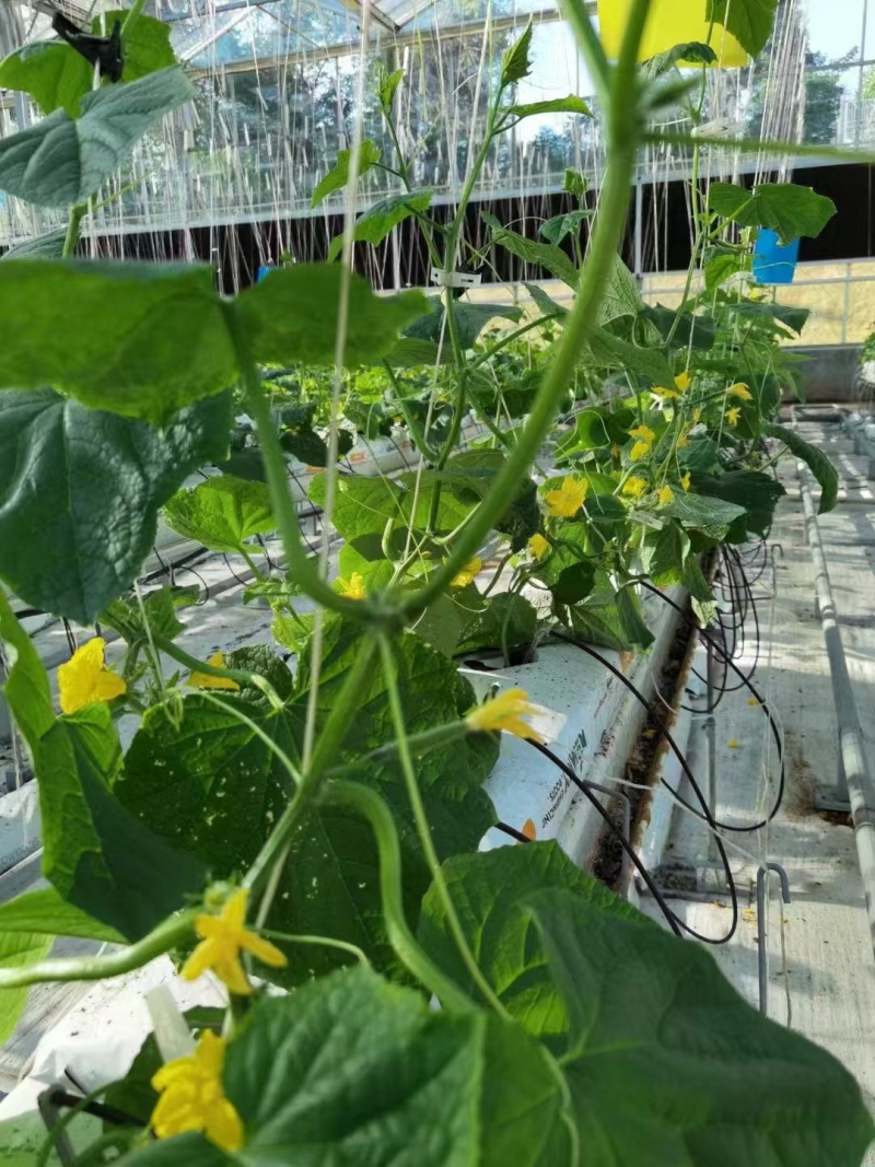 Invernadero de pepinos con cultivo hidropónico