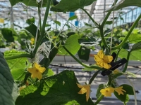 Invernadero de pepinos con cultivo hidropónico