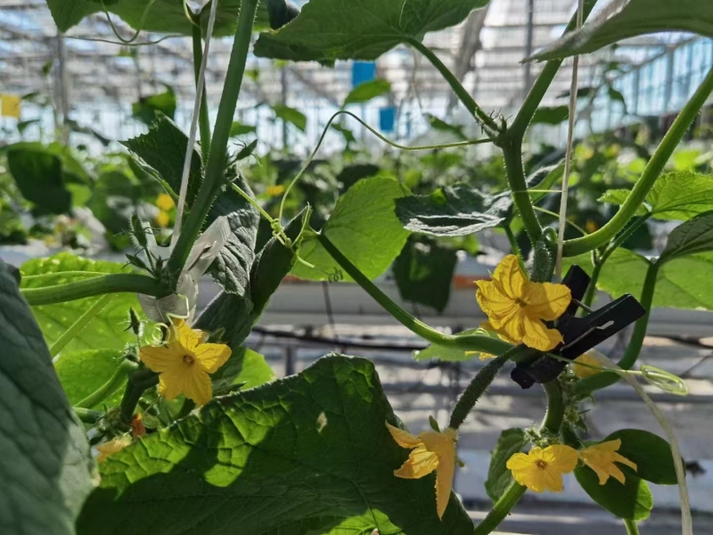 Invernadero de pepinos con cultivo hidropónico