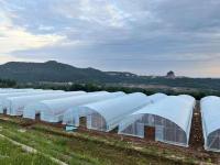 Single Span Film Tunnel Greenhouse For Vegetables