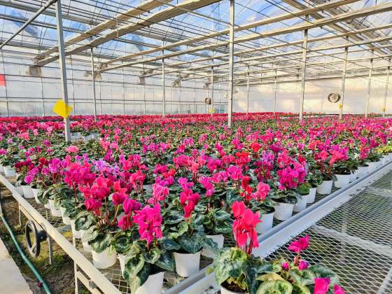 Flower Greenhouse With Environmental Control