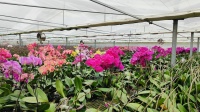 Flower Greenhouse With Environmental Control