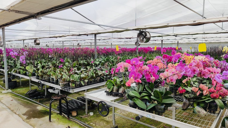 Flower Greenhouse With Environmental Control