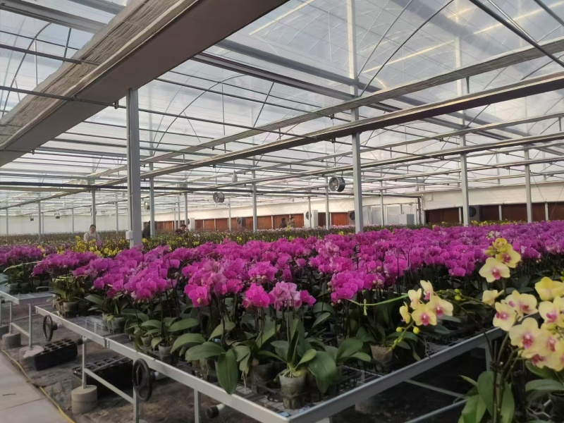 Flower Greenhouse With Environmental Control