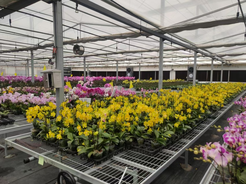 Flower Greenhouse With Environmental Control