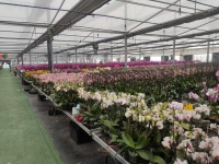 Flower Greenhouse With Environmental Control